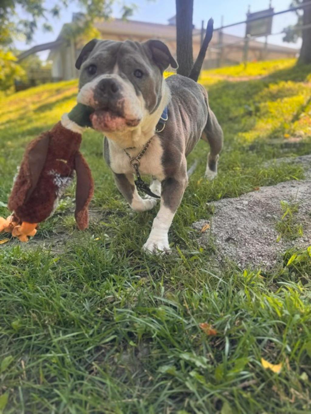 Stevie, a 5 years and 1 month old Grey Male American Bulldog Dog