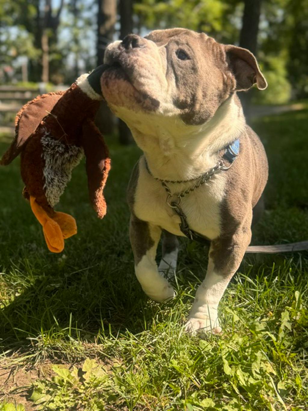 Stevie, a 5 years and 1 month old Grey Male American Bulldog Dog