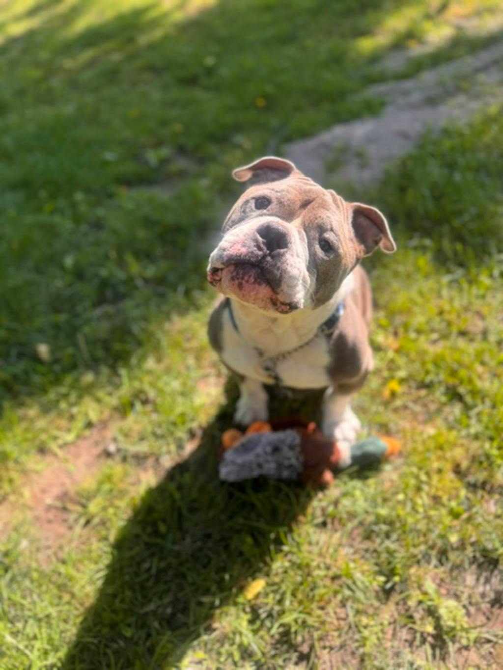 Stevie, a 5 years and 1 month old Grey Male American Bulldog Dog