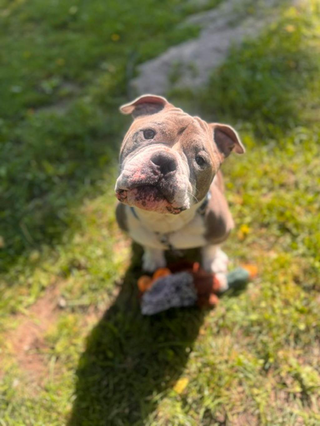Stevie, a 5 years and 1 month old Grey Male American Bulldog Dog