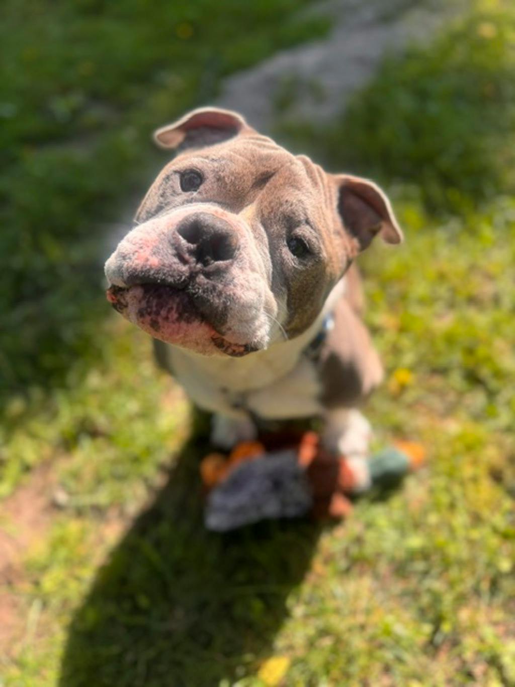 Stevie, a 5 years and 1 month old Grey Male American Bulldog Dog