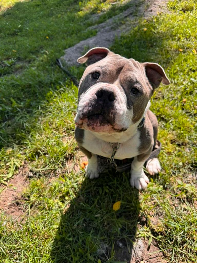 Stevie, a 5 years and 1 month old Grey Male American Bulldog Dog