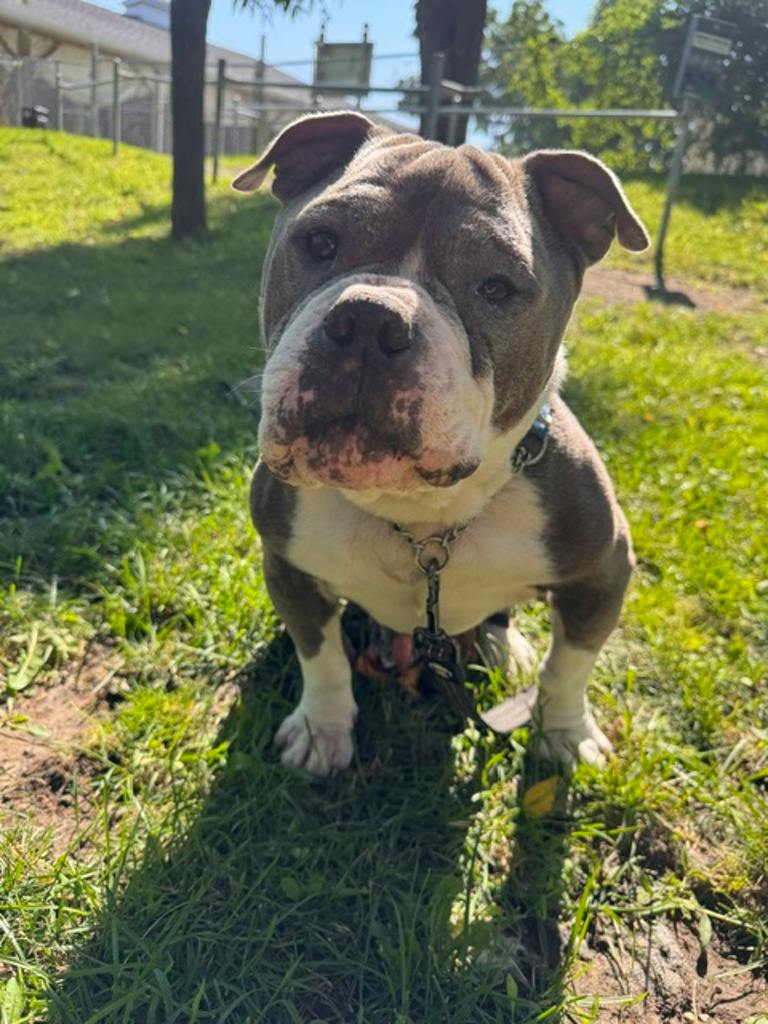 Stevie, a 5 years and 1 month old Grey Male American Bulldog Dog