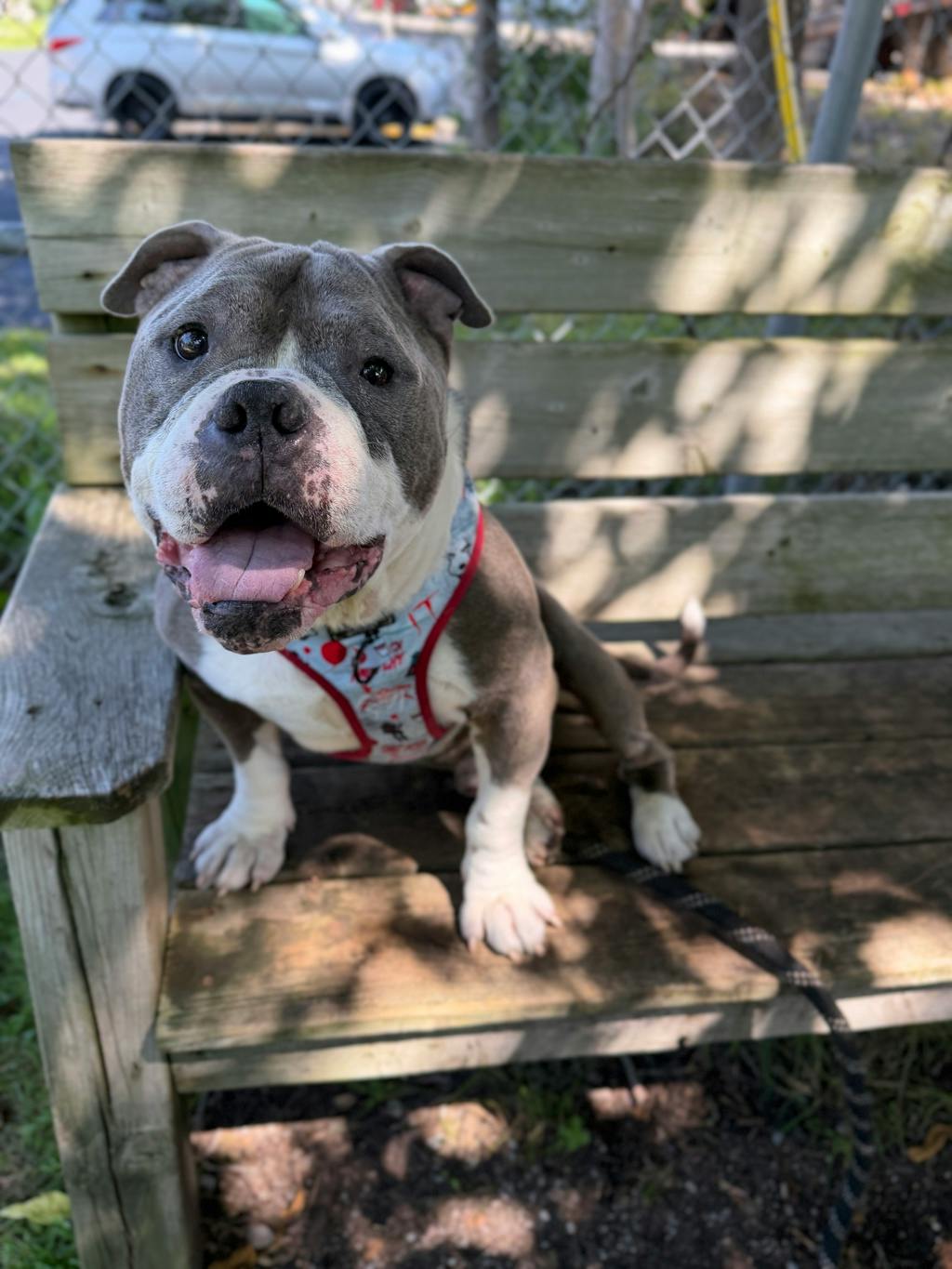 Stevie, a 5 years and 1 month old Grey Male American Bulldog Dog