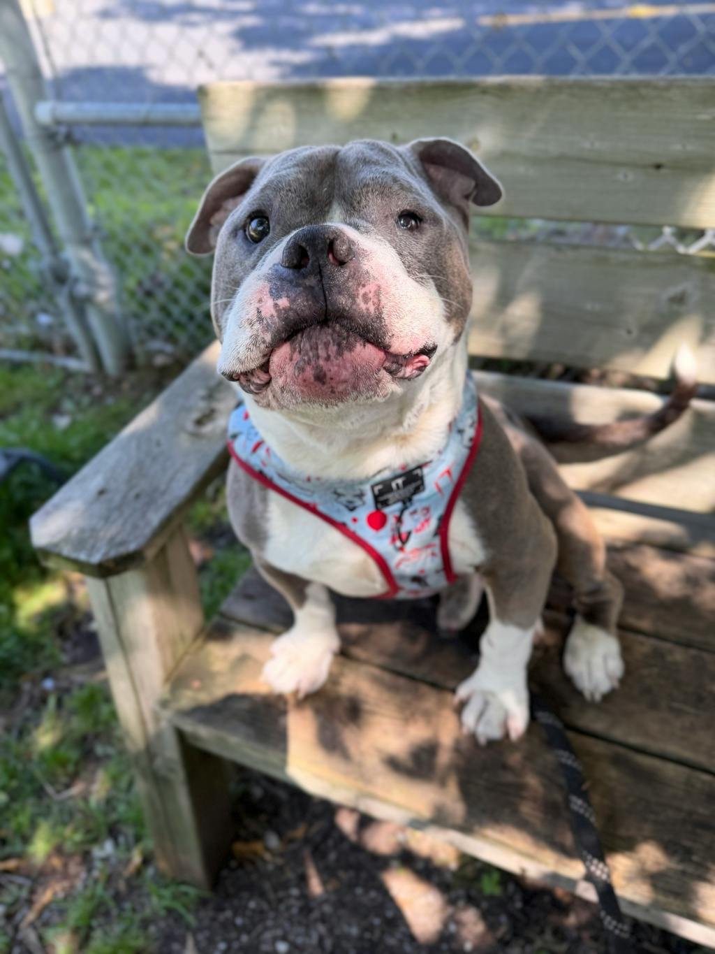 Stevie, a 5 years and 1 month old Grey Male American Bulldog Dog