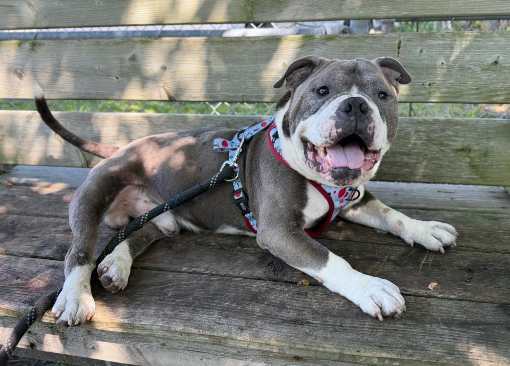 Stevie, a 5 years and 1 month old Grey Male American Bulldog Dog