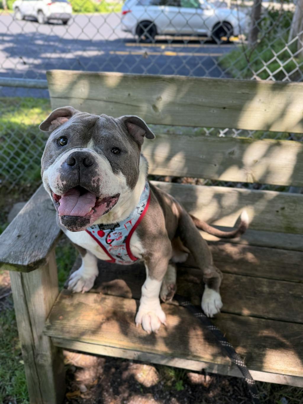 Stevie, a 5 years and 1 month old Grey Male American Bulldog Dog