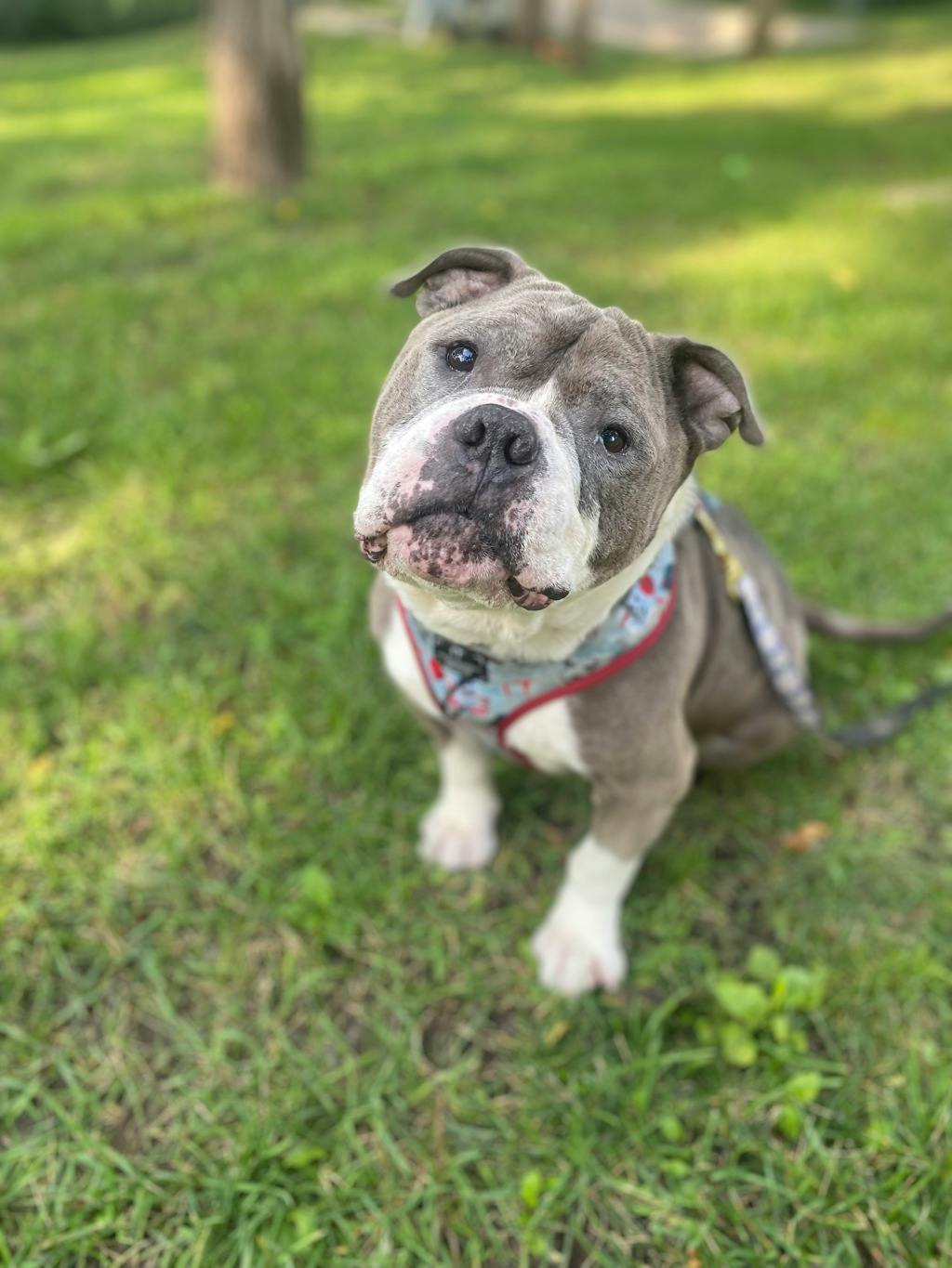 Stevie, a 5 years and 1 month old Grey Male American Bulldog Dog