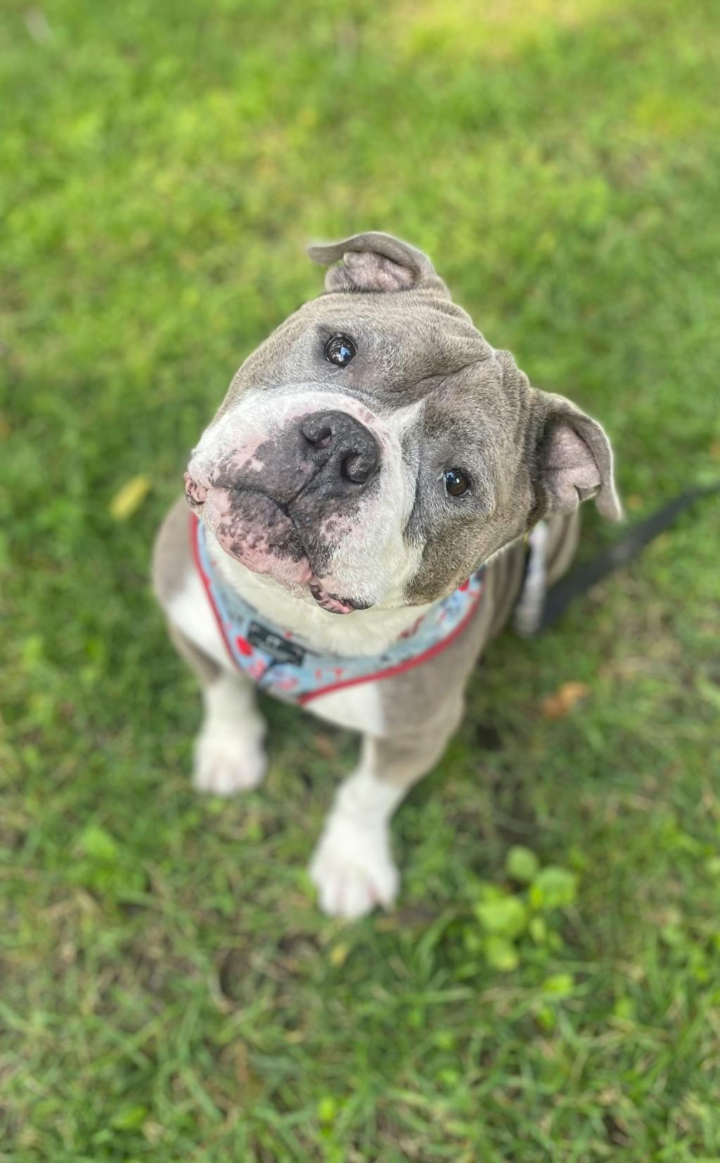 Stevie, a 5 years and 1 month old Grey Male American Bulldog Dog