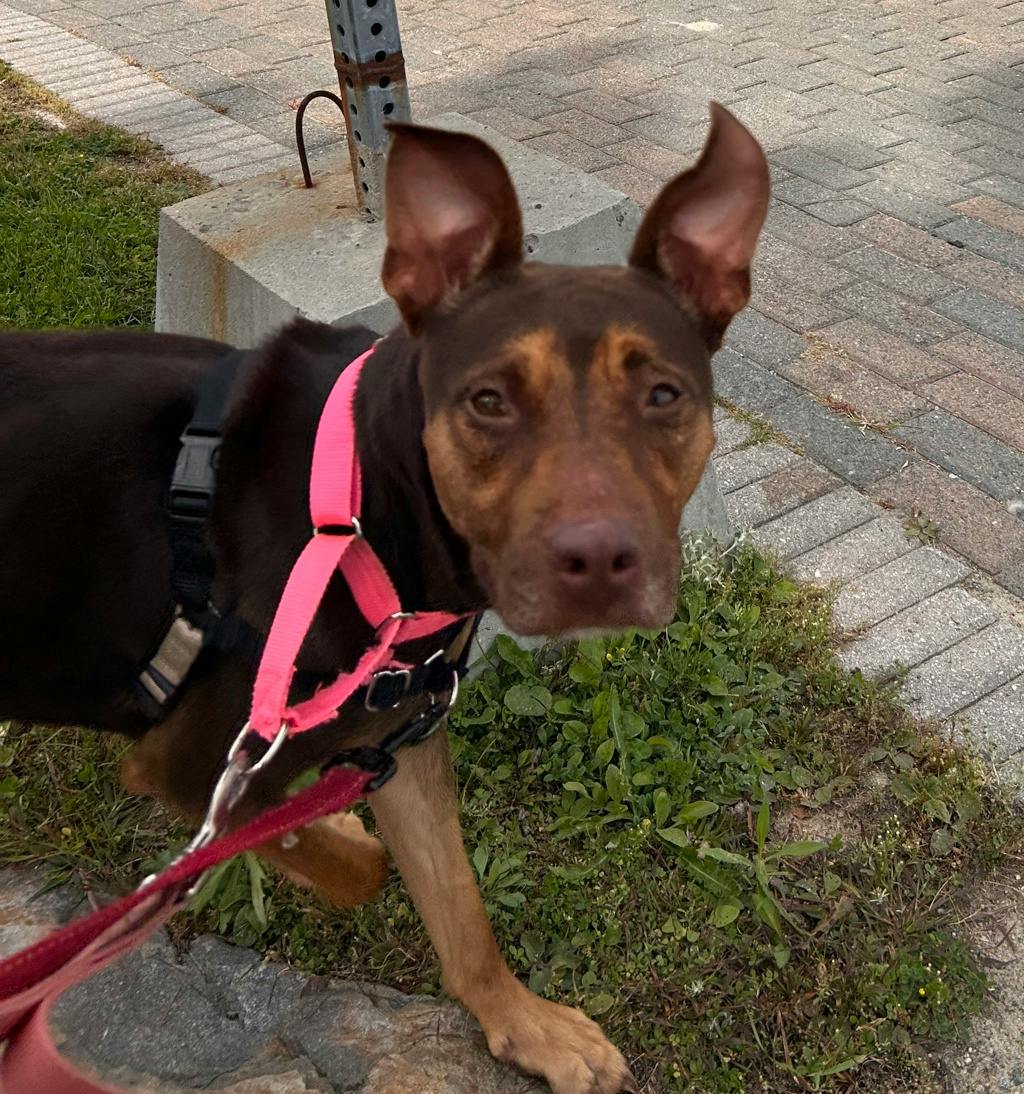 Louise, a 1 year and 1 month old Brown Female American Bulldog Dog