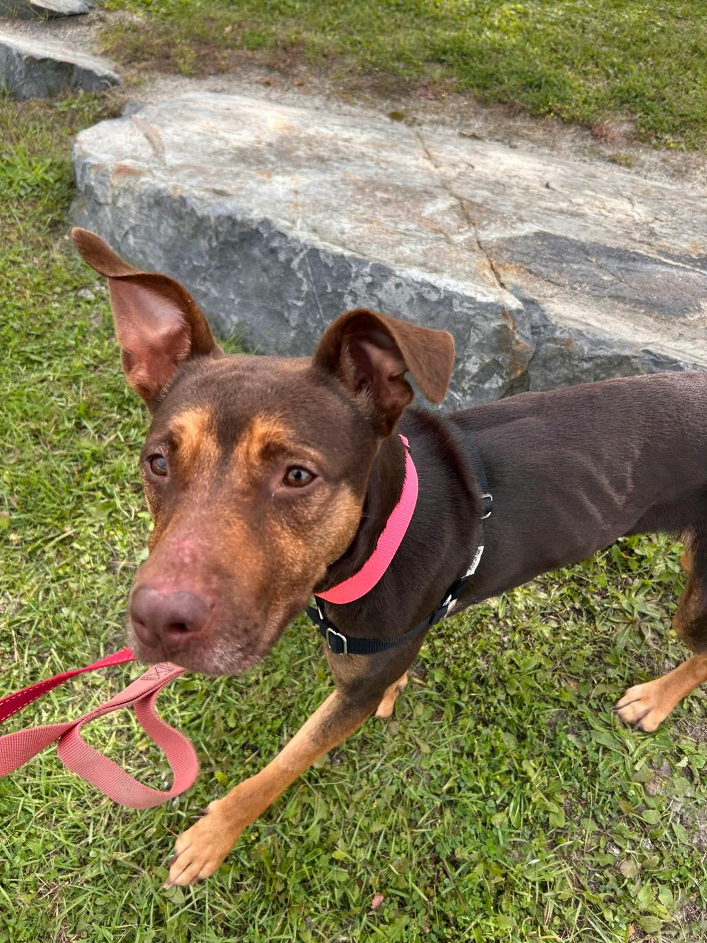 Louise, a 1 year and 1 month old Brown Female American Bulldog Dog