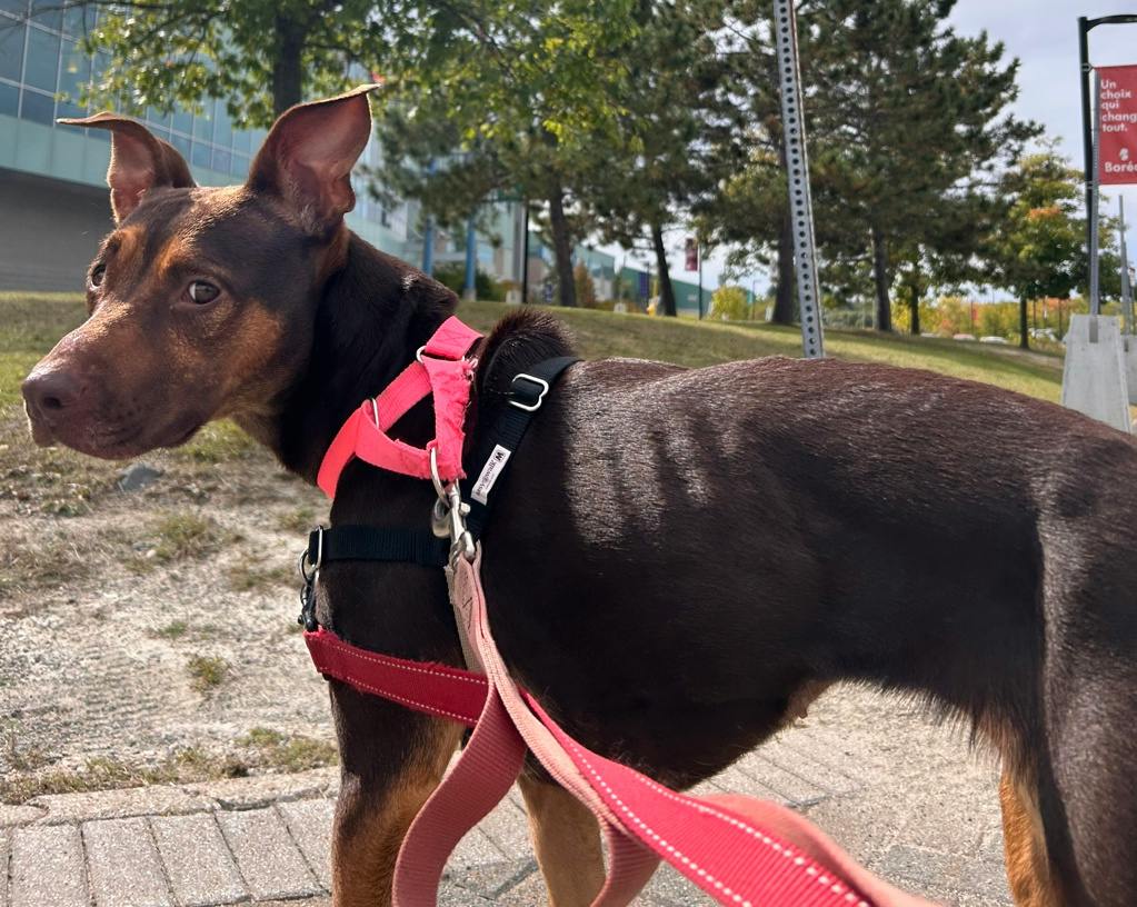 Louise, a 1 year and 1 month old Brown Female American Bulldog Dog