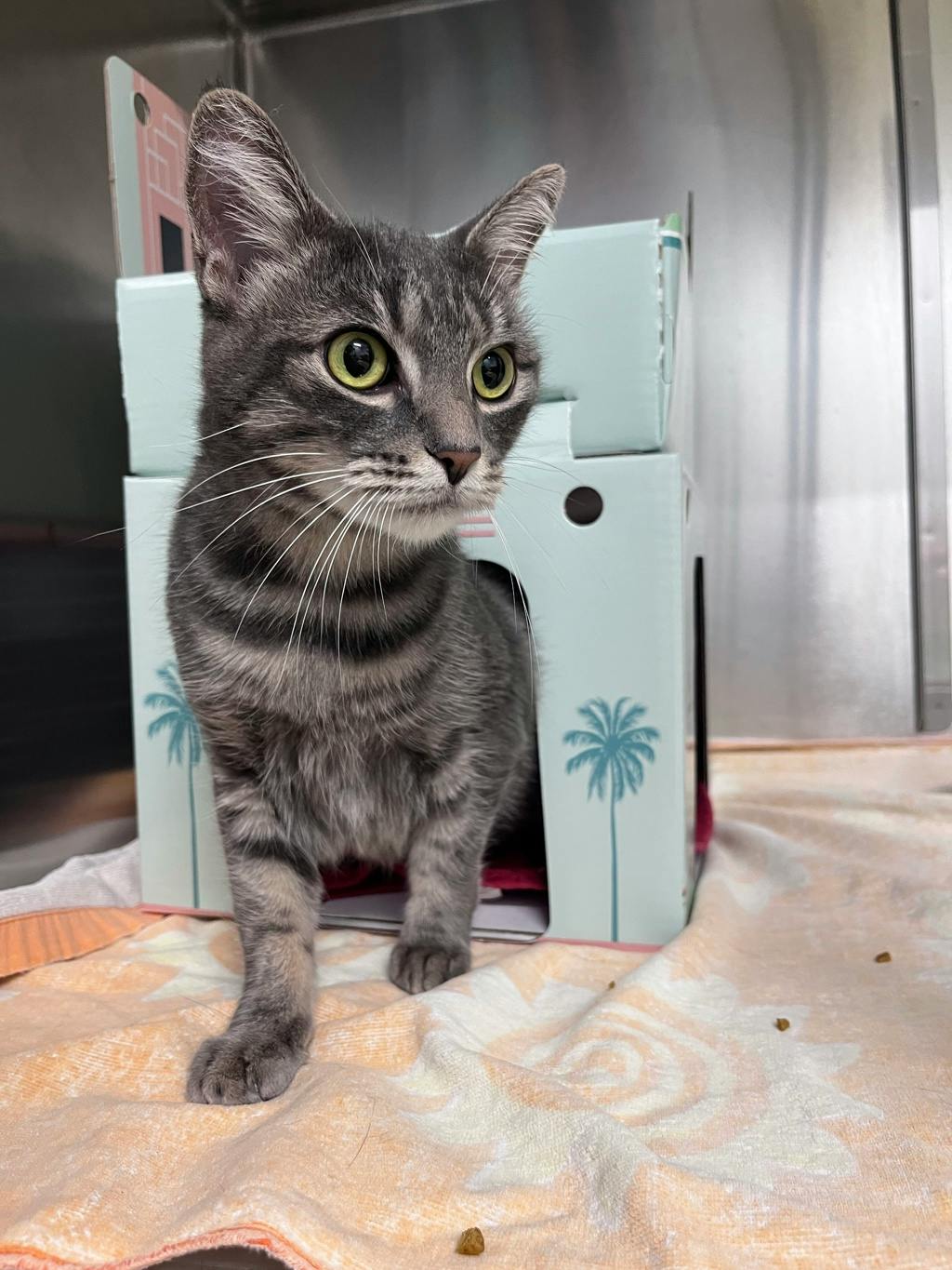 Smokey (bonded To Bandit) Image