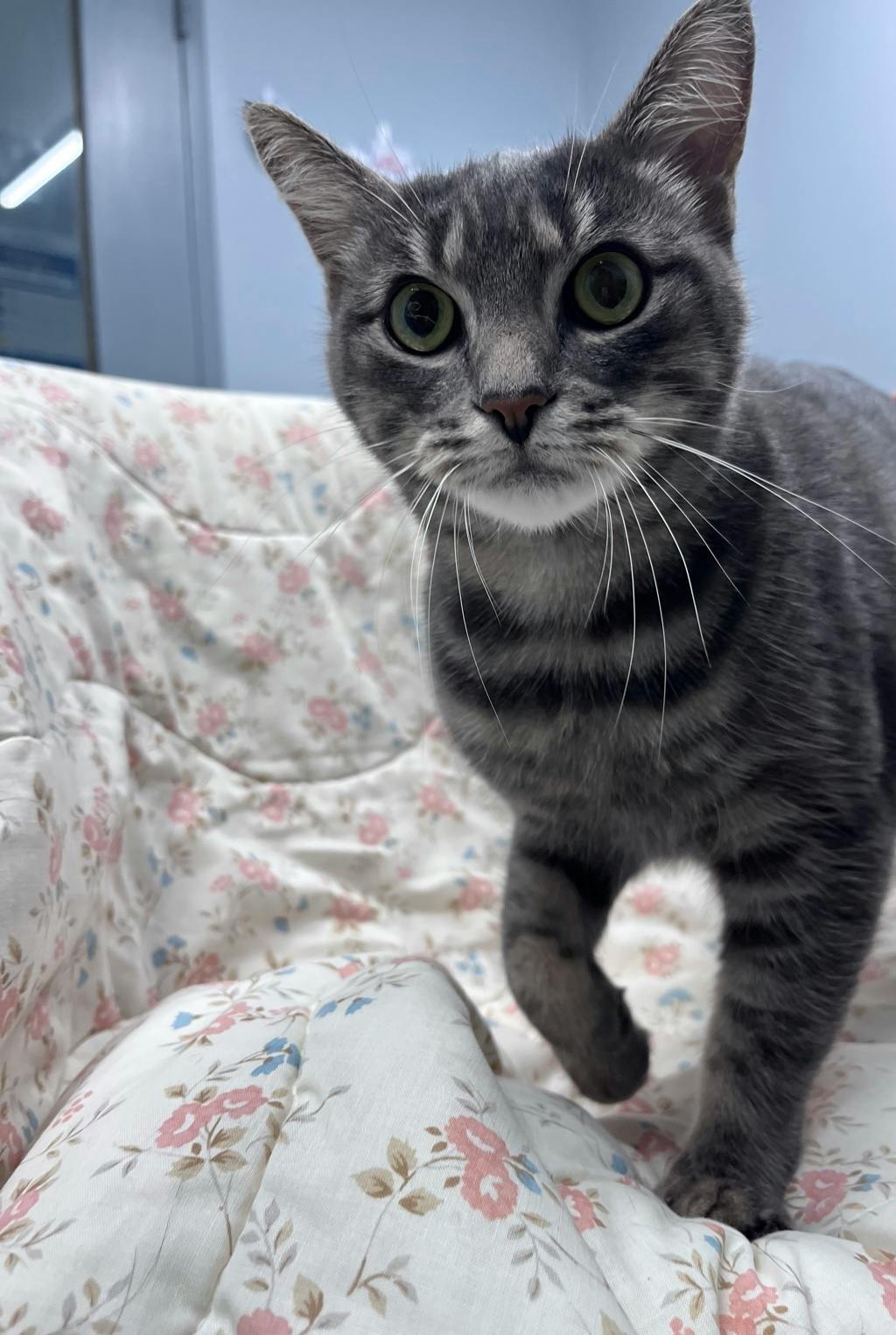 Smokey (bonded To Bandit) Image