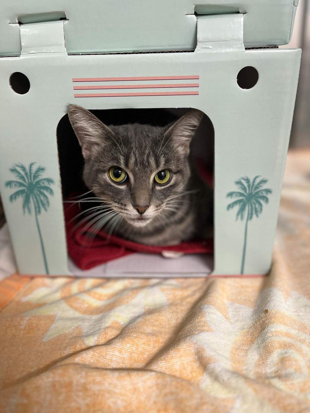 Smokey (bonded To Bandit) Image
