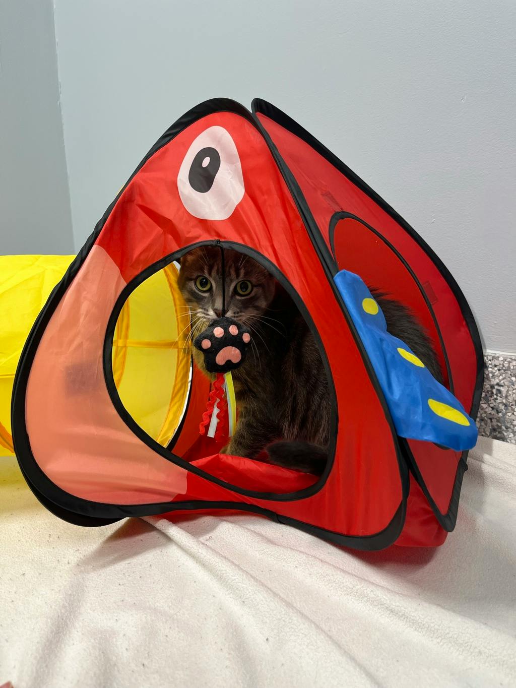 Smokey (bonded To Bandit) Image