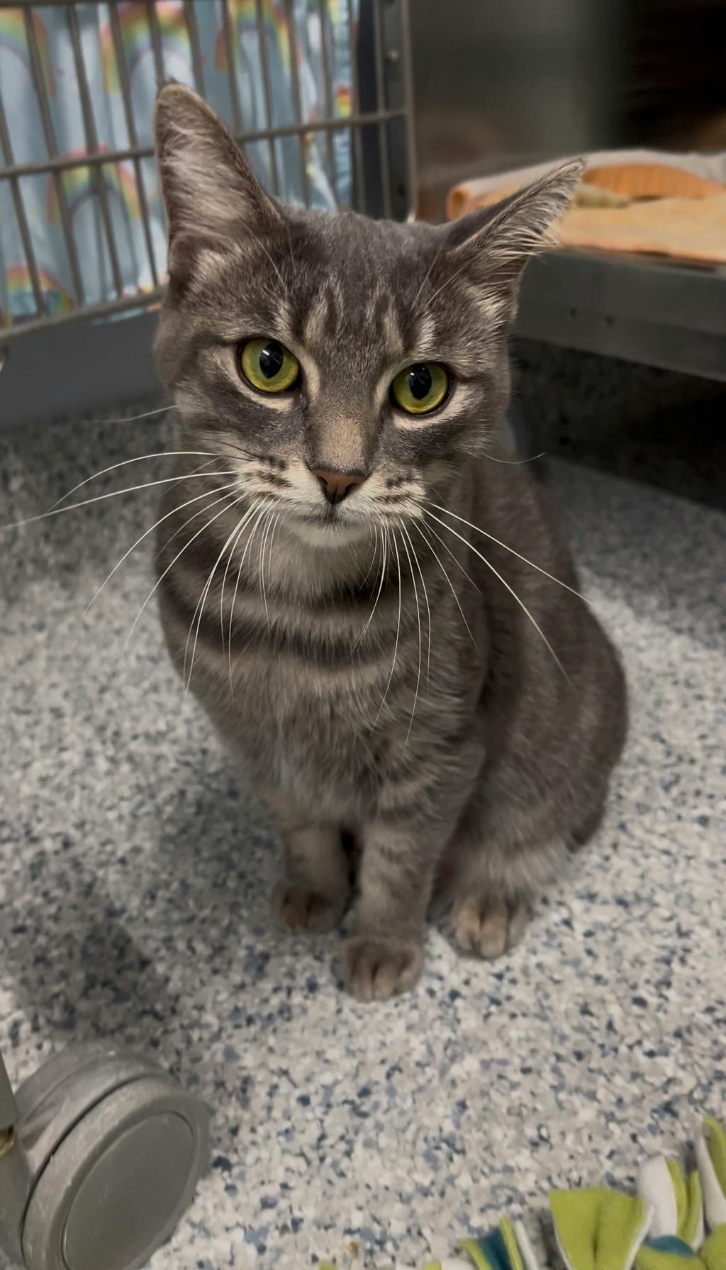 Smokey (bonded To Bandit) Image