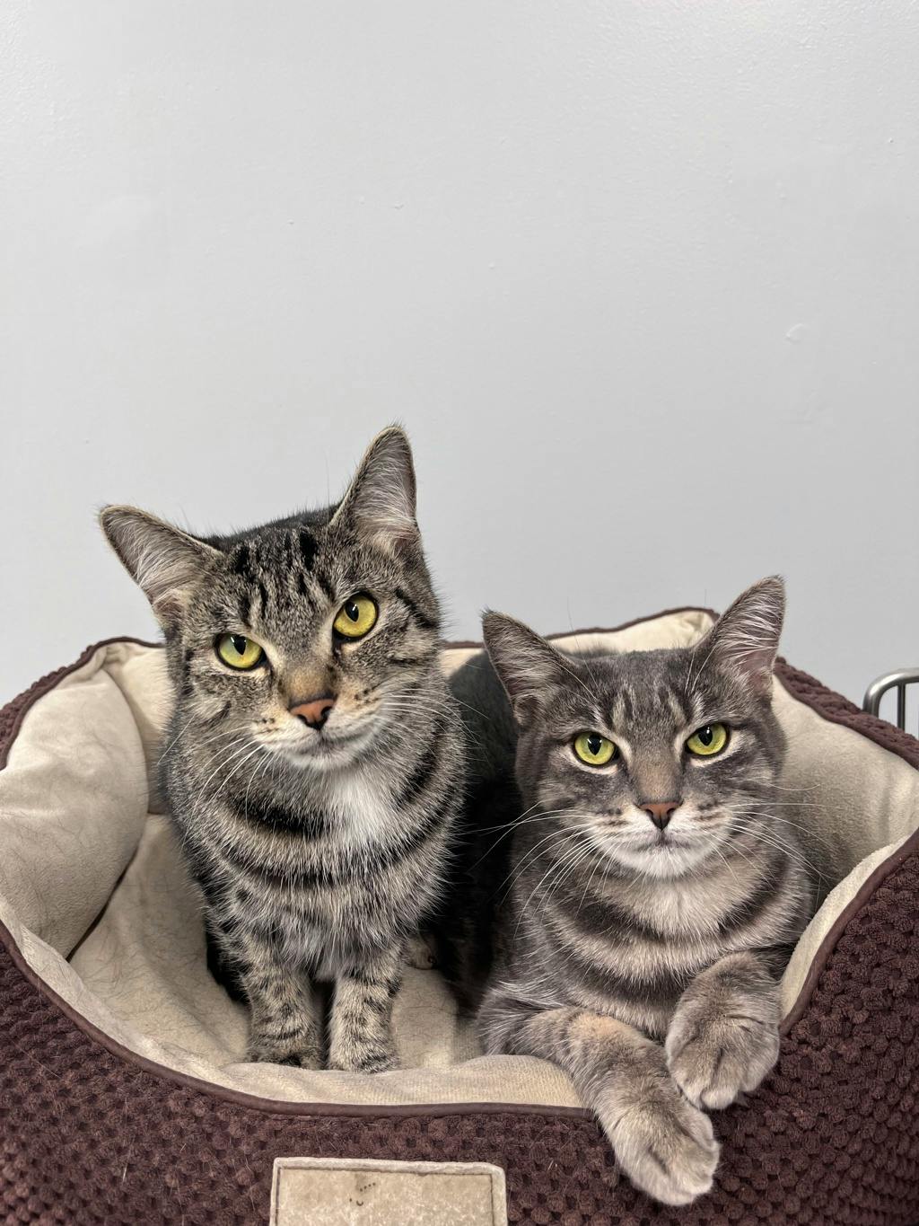 Bandit (bonded To Smokey) Image
