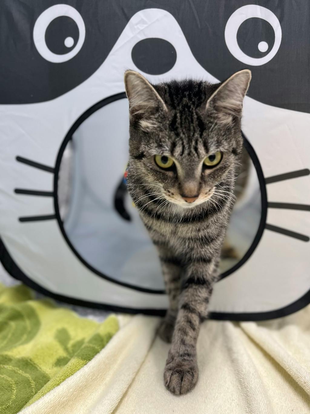 Bandit (bonded To Smokey) Image