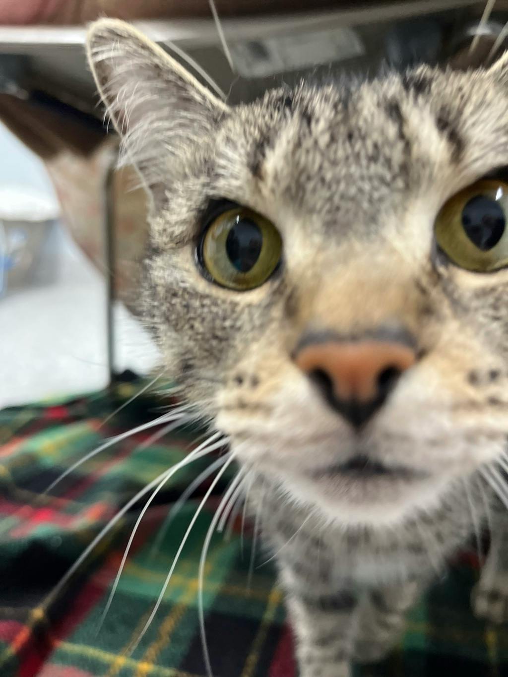 Bandit (bonded To Smokey) Image