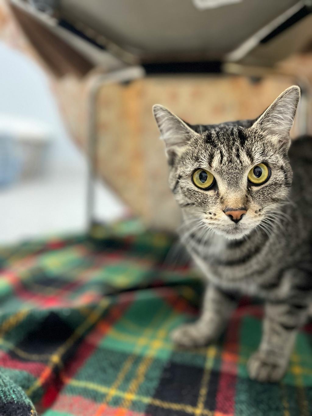 Bandit (bonded To Smokey) Image