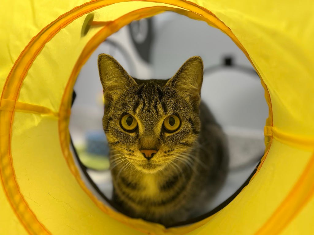 Bandit (bonded To Smokey) Image