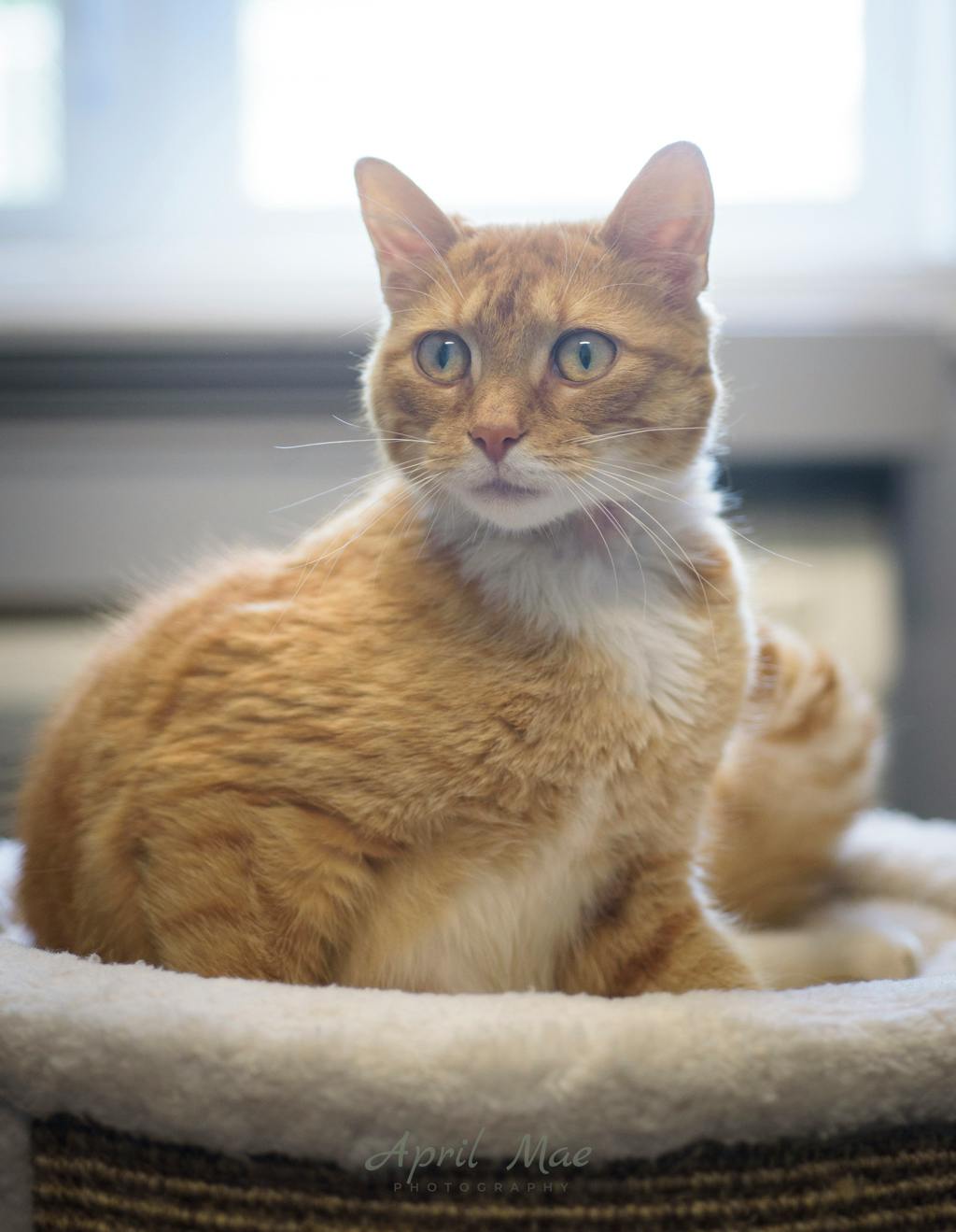 Mary, a 2 years and 1 month old Orange Tabby Female Domestic Short Hair Cat