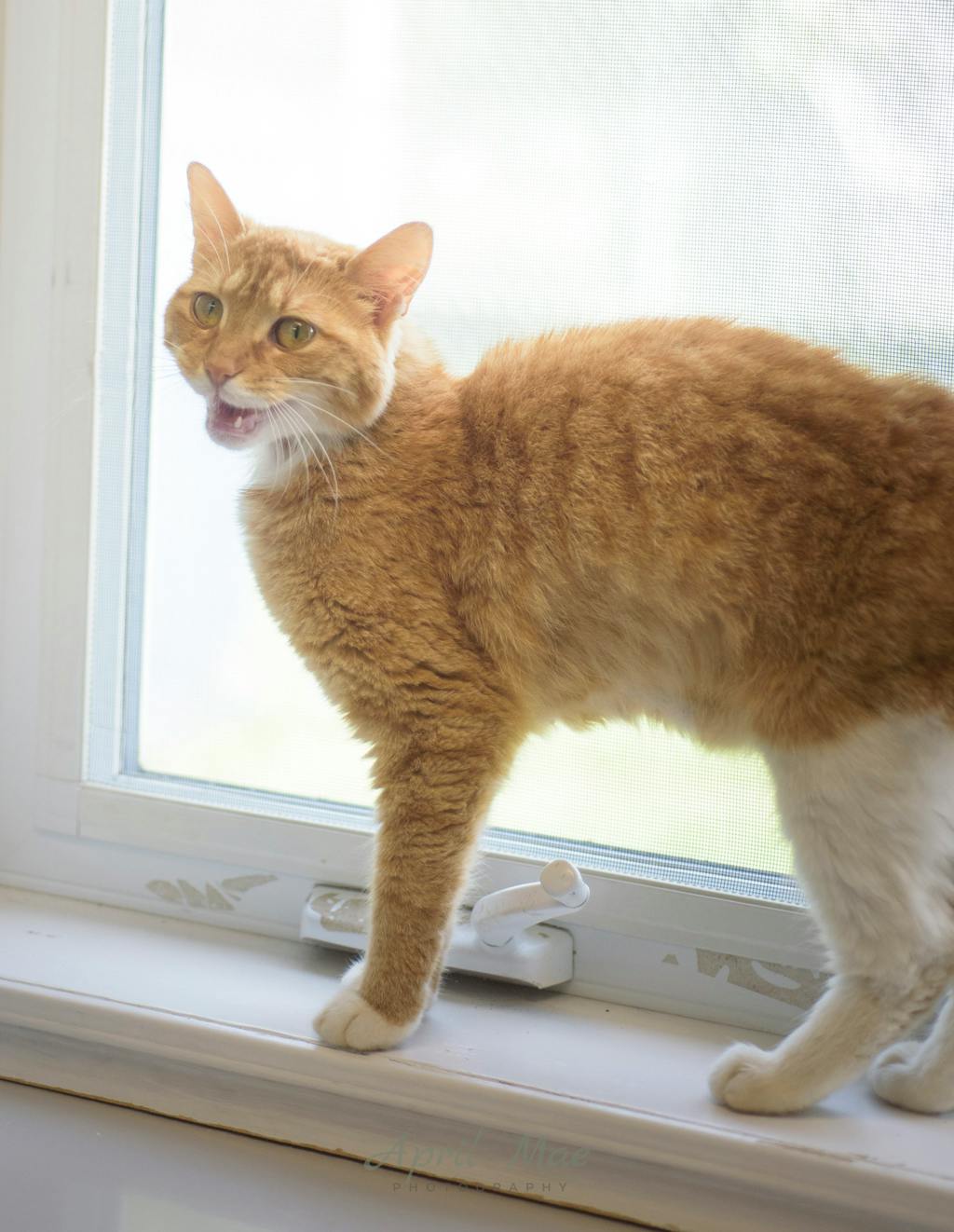 Mary, a 2 years and 1 month old Orange Tabby Female Domestic Short Hair Cat