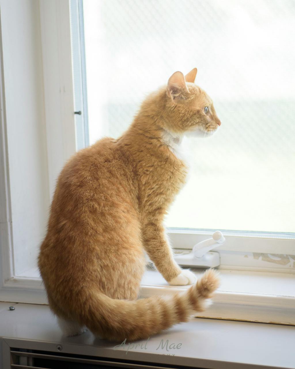 Mary, a 2 years and 1 month old Orange Tabby Female Domestic Short Hair Cat