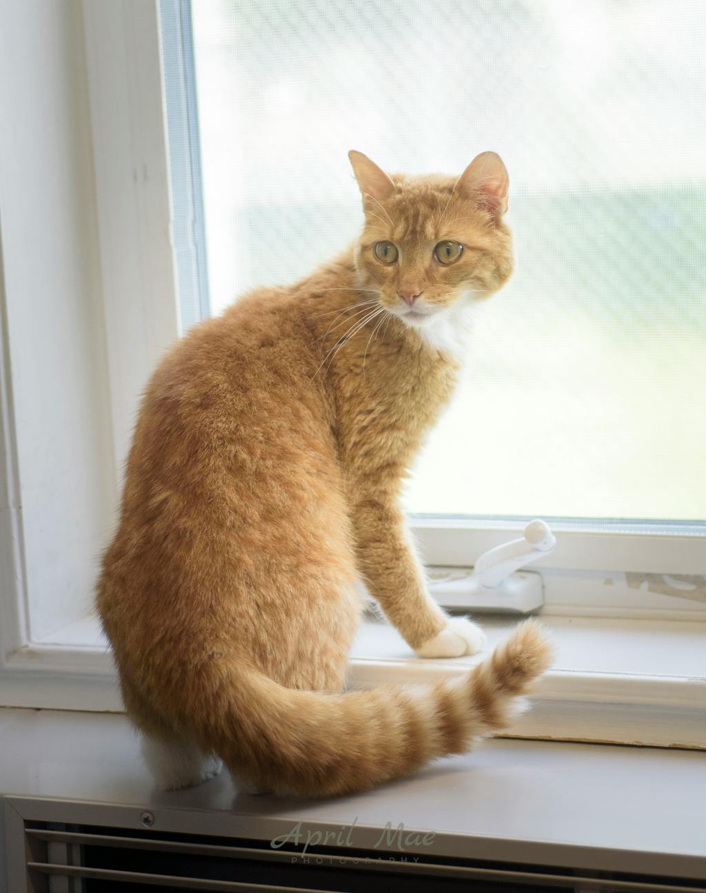 Mary, a 2 years and 1 month old Orange Tabby Female Domestic Short Hair Cat