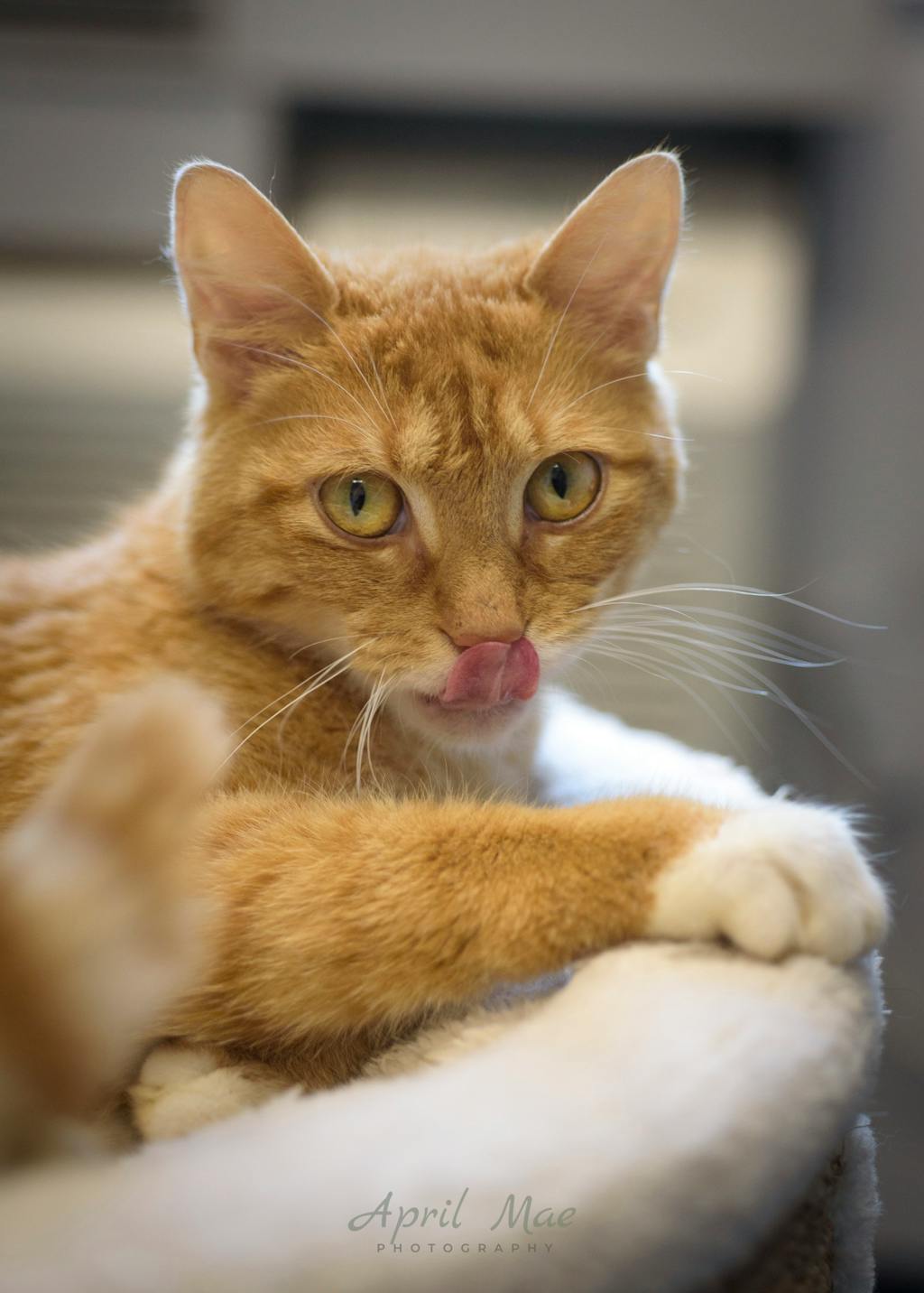 Mary, a 2 years and 1 month old Orange Tabby Female Domestic Short Hair Cat