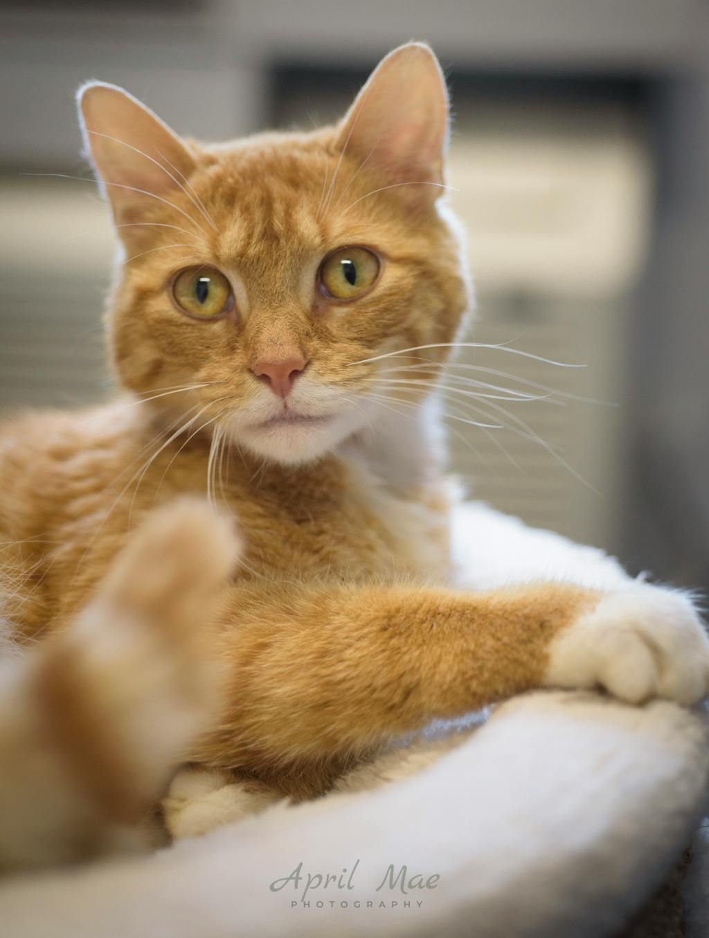 Mary, a 2 years and 1 month old Orange Tabby Female Domestic Short Hair Cat