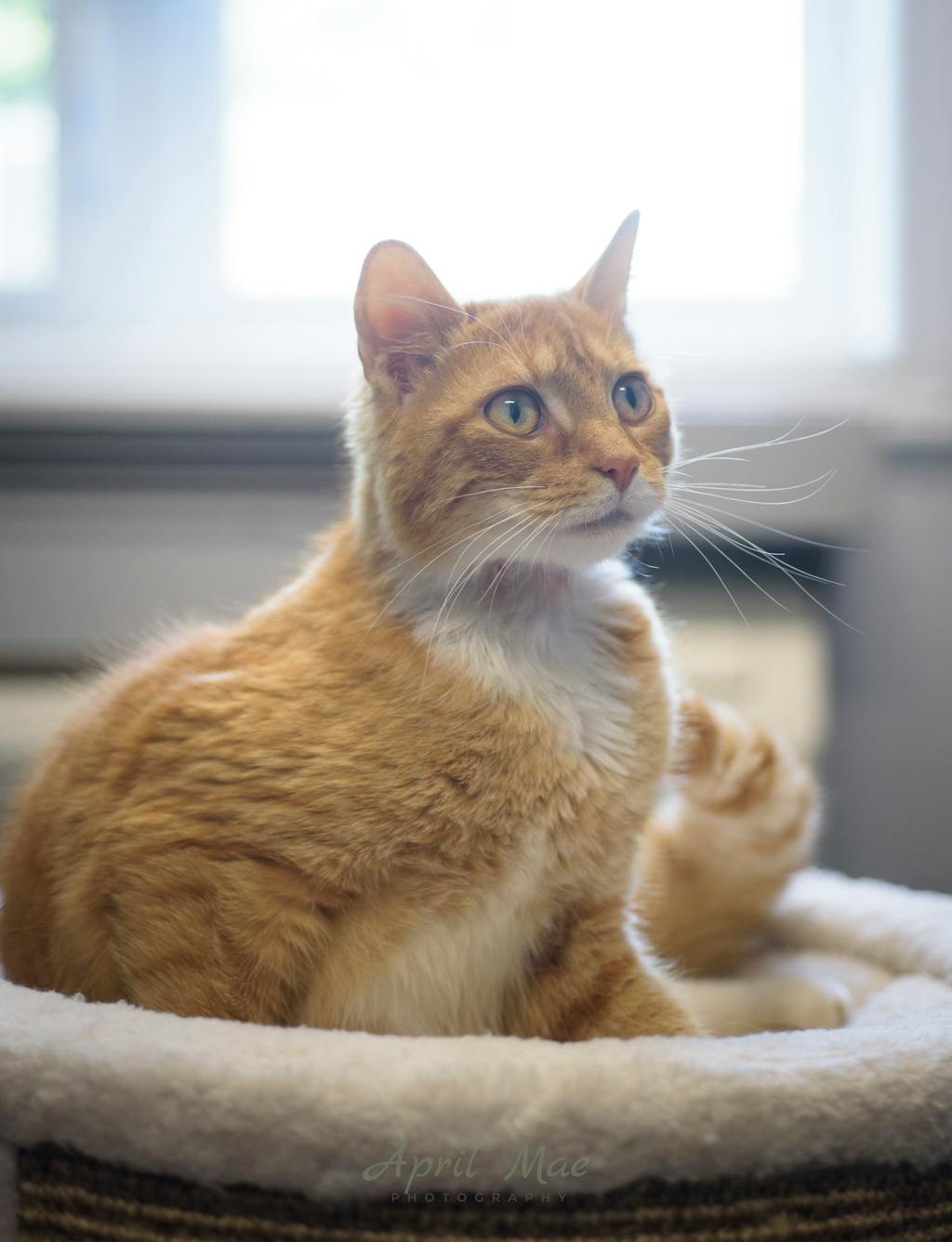 Mary, a 2 years and 1 month old Orange Tabby Female Domestic Short Hair Cat