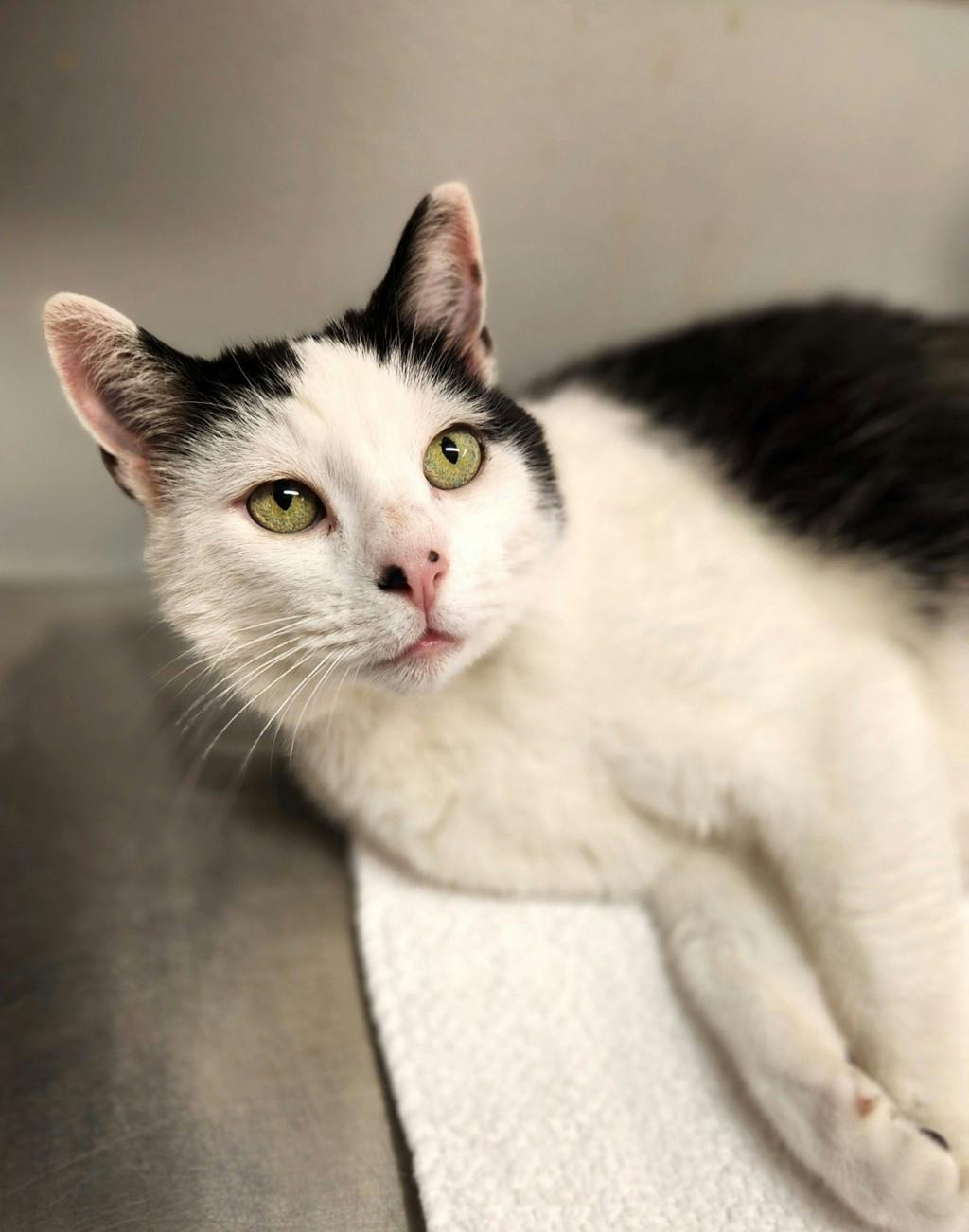 Figaro(PetSmart Innes) Image