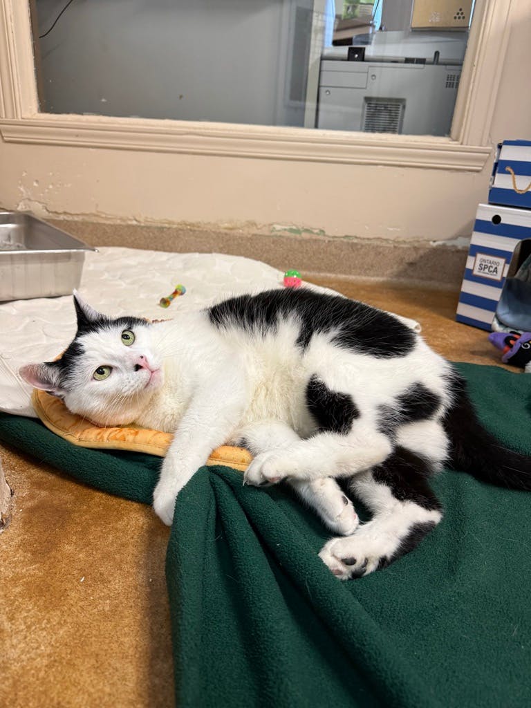 Figaro(PetSmart Innes) Image