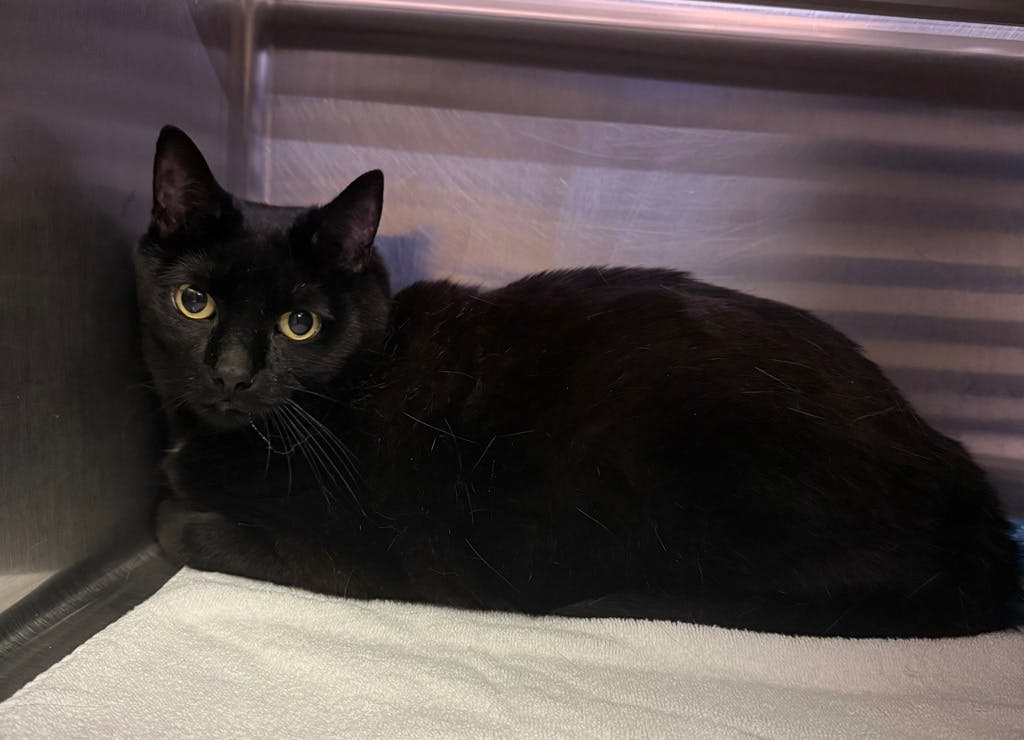 Spooky (PetSmart Innes) Image