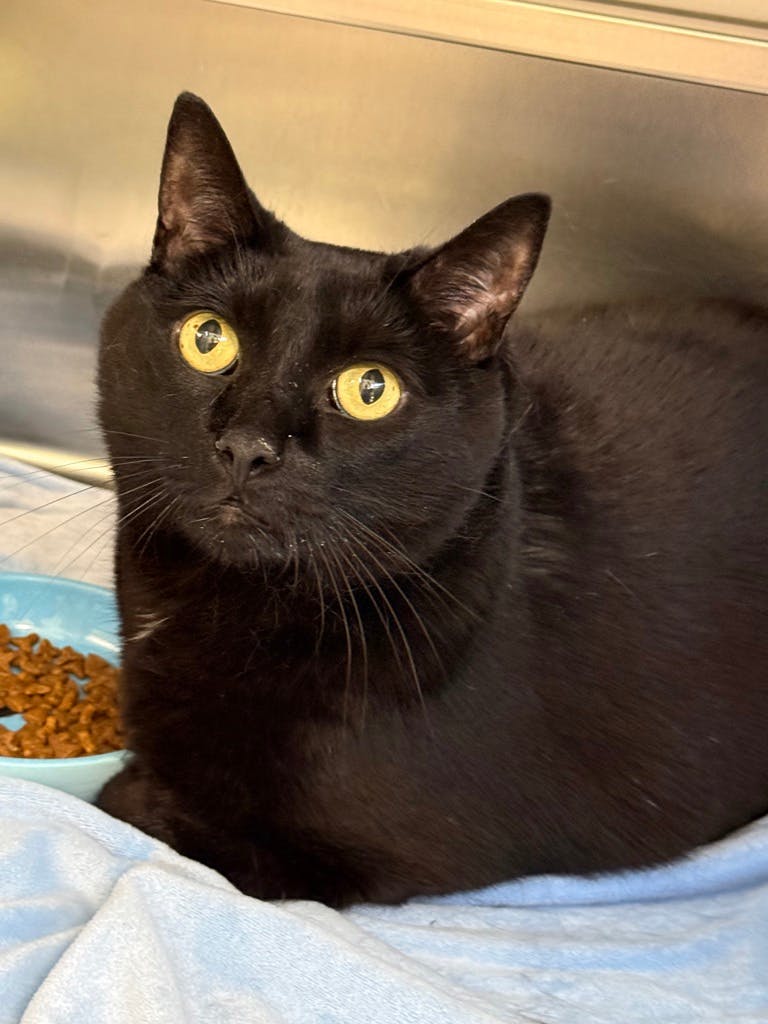 Spooky (PetSmart Innes) Image