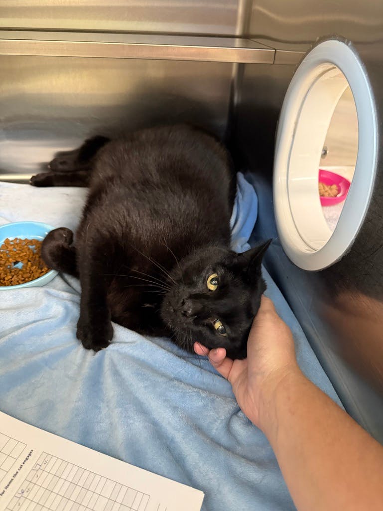 Spooky (PetSmart Innes) Image