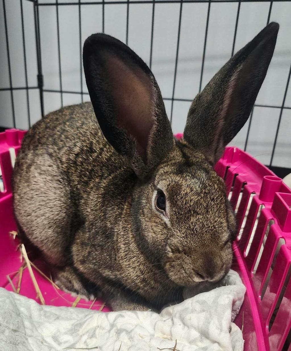 Sushi, a 5 years old Brown Male Netherland Dwarf Small Animal