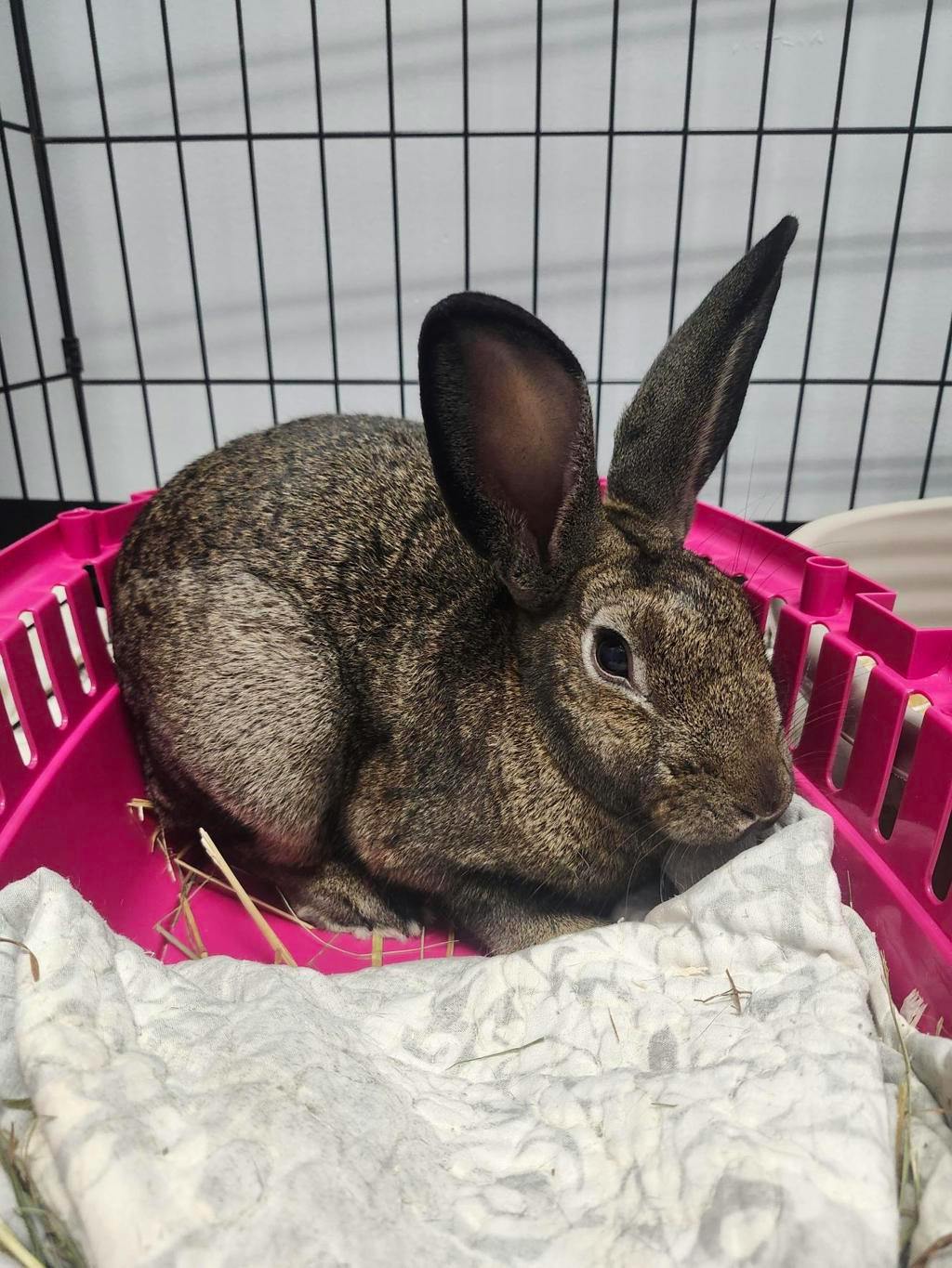 Sushi, a 5 years old Brown Male Netherland Dwarf Small Animal