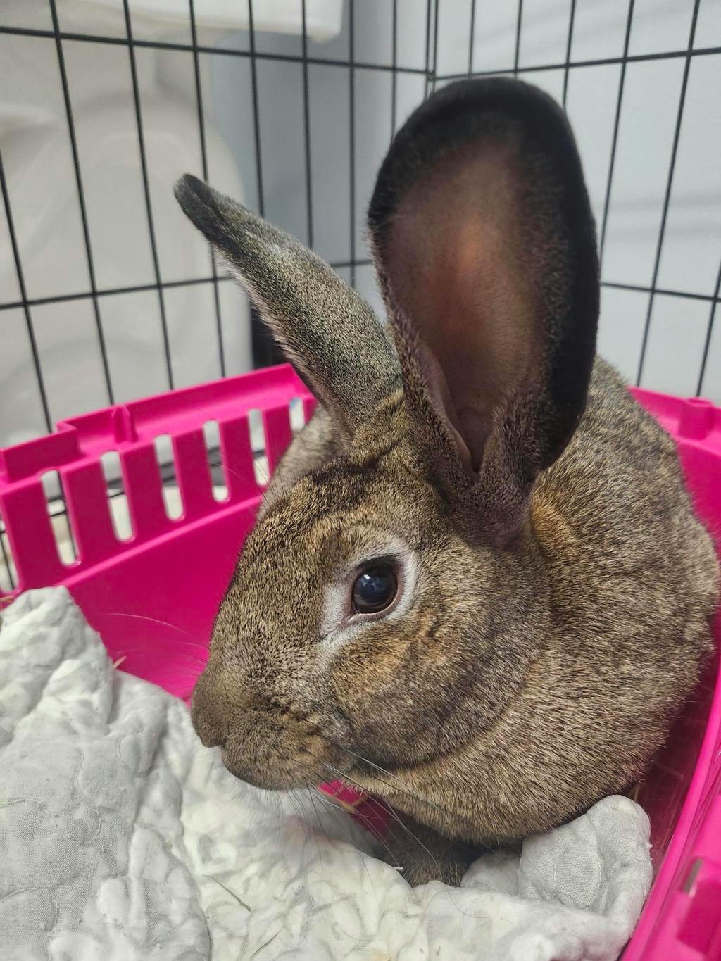 Sushi, a 5 years old Brown Male Netherland Dwarf Small Animal