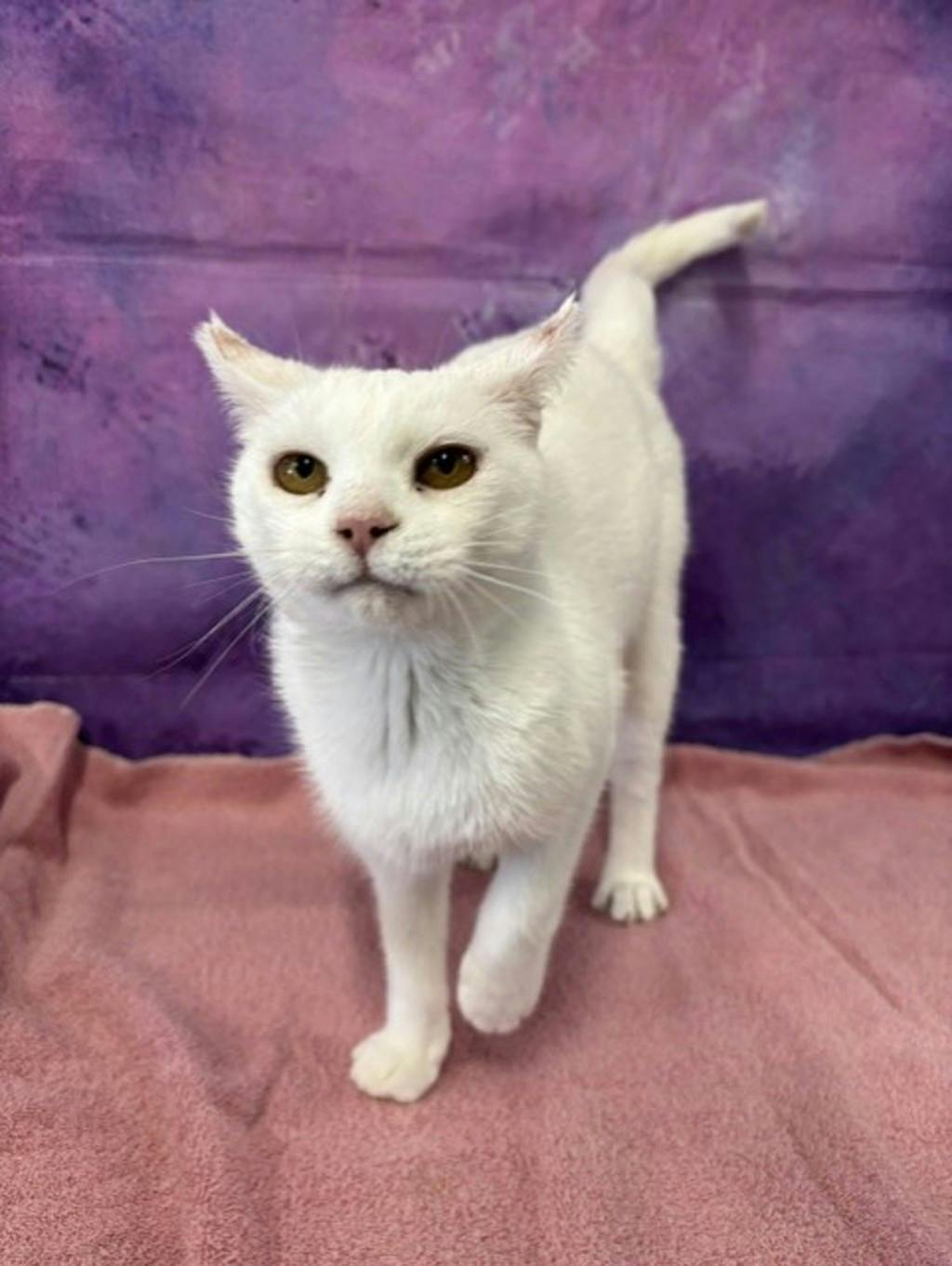 Snow White, a 6 years and 1 month old White Female Domestic Short Hair Cat
