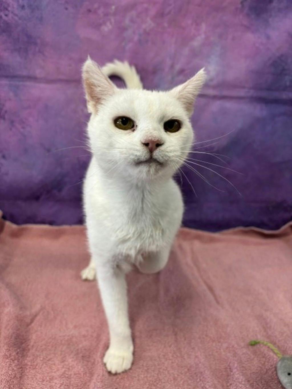 Snow White, a 6 years and 1 month old White Female Domestic Short Hair Cat