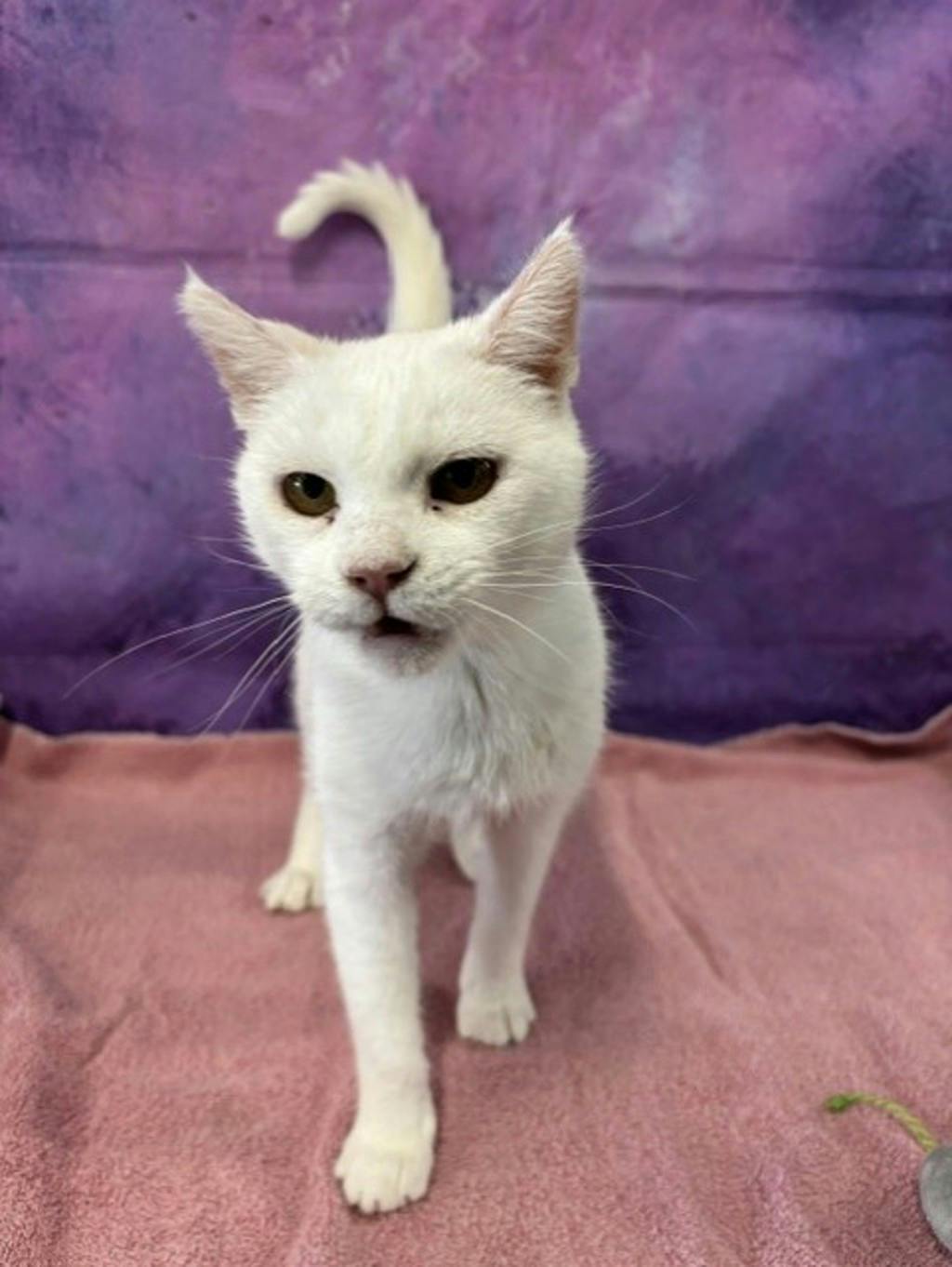 Snow White, a 6 years and 1 month old White Female Domestic Short Hair Cat