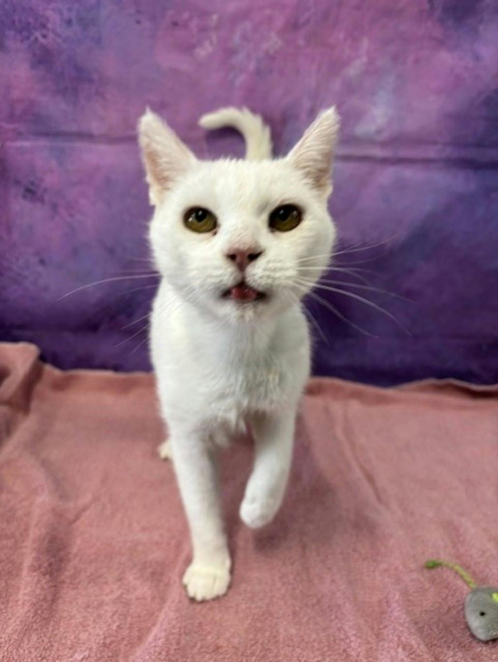 Snow White, a 6 years and 1 month old White Female Domestic Short Hair Cat