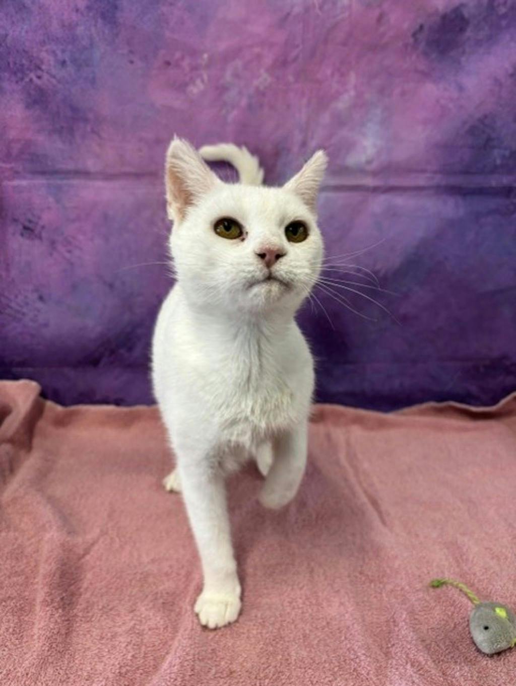 Snow White, a 6 years and 1 month old White Female Domestic Short Hair Cat