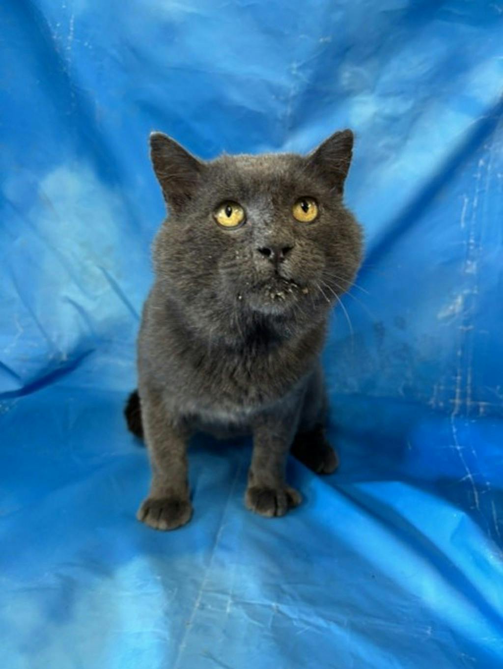Arnold Image