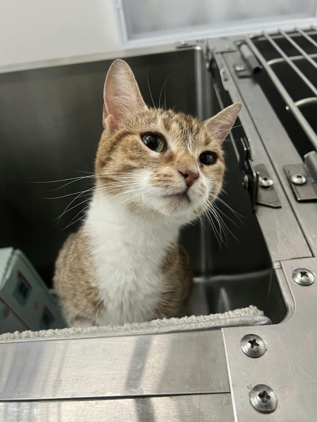 Cinnabon Image