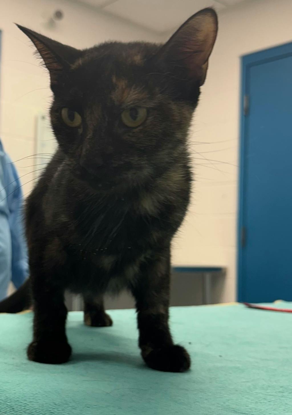 Ann Perkins, a 1 year and 2 months old Tortoiseshell Female Domestic Short Hair Cat