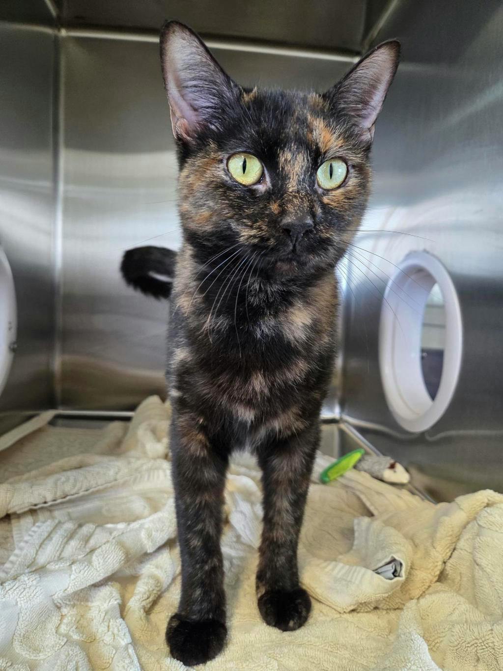 Ann Perkins, a 1 year and 2 months old Tortoiseshell Female Domestic Short Hair Cat
